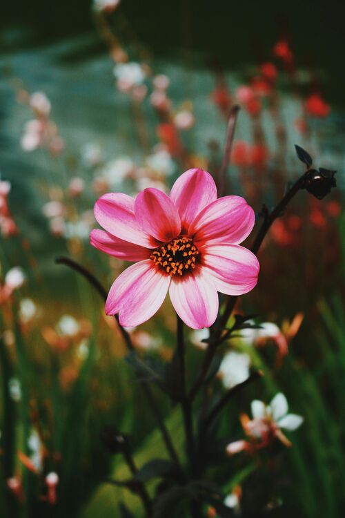 Foto von Rafael Pires: https://www.pexels.com/de-de/foto/rosa-dahlienbluten-in-der-blute-1128227/